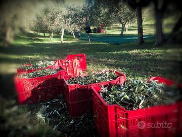 Cassette raccolta Oliva e Uva