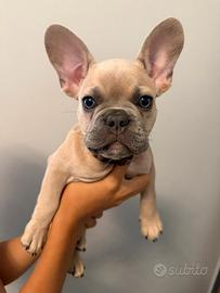 Bulldog francese