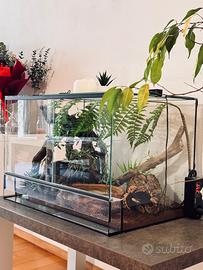 Pitone Reale compresa teca terrario