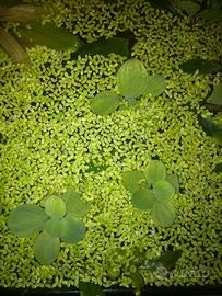 piante per acquario dolce