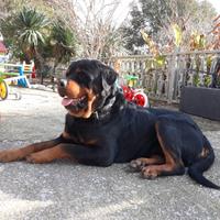 Rottweiler cuccioli con pedigre