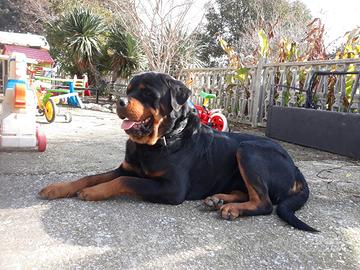 Rottweiler cuccioli con pedigre