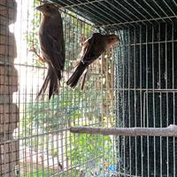 Carpodachi messicani