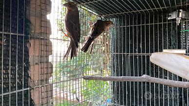 Carpodachi messicani