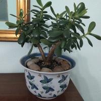  albero di giada su vaso floreale porcellana 