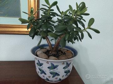 albero di giada su vaso floreale porcellana 