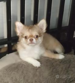 Chihuahua con pedigree