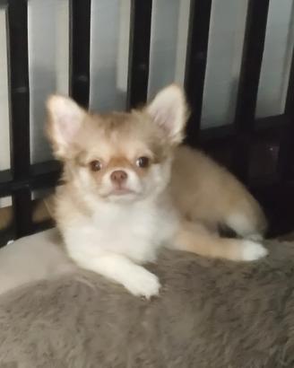 Chihuahua con pedigree