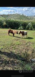 Coppia di pony