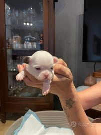 Cuccioli Chihuahua con pedigree