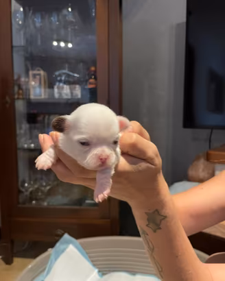 Cuccioli Chihuahua con pedigree