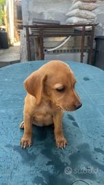 Cucciolo di Labrador