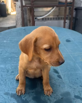 Cucciolo di Labrador