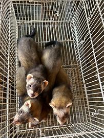 Furetti novelli di 2 mesi e mezzo