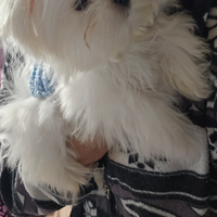 Maltesi coreani pedigree enci