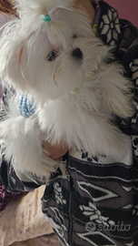 Maltesi coreani pedigree enci