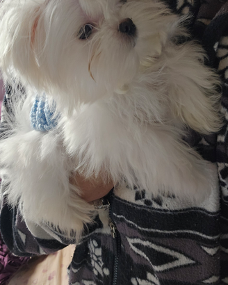 Maltesi coreani pedigree enci