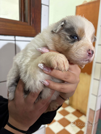 Cuccioli Australian Shepherd/Pastore Australiano