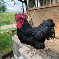 Gallo razza Australorp