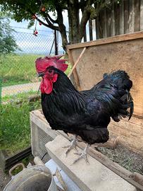 Gallo razza Australorp