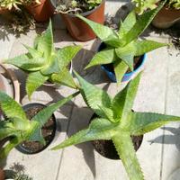 Piante Aloe maculata o saponaria