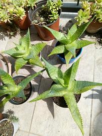 Piante Aloe maculata o saponaria