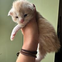 Maine Coon alla riscossa