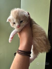 Maine Coon alla riscossa