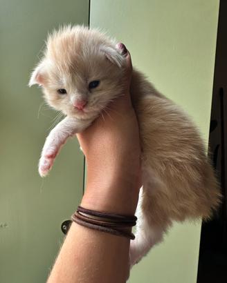 Maine Coon alla riscossa