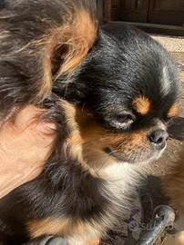 Chihuahua ipertipico tricolore con pedigree enci
