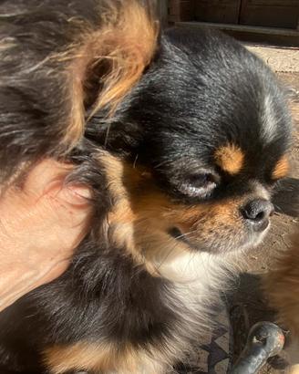 Chihuahua ipertipico tricolore con pedigree enci