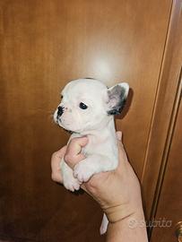 Bulldog Francese piccola