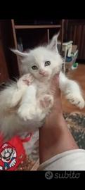 Maine coon cuccioli disponibili con pedigree wcf,v