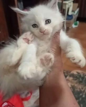 Maine coon cuccioli disponibili con pedigree wcf,v