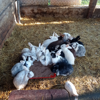 Conigli, porcellini india