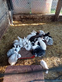 Conigli, porcellini india