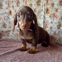 Bassotto femmina cioccolato