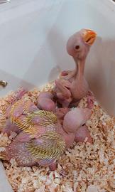 Parrocchetto dal collare pullo viola