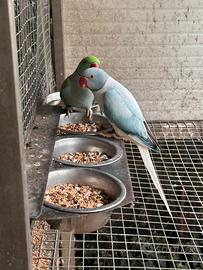 Parrocchetto dal collare