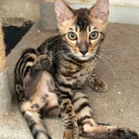 Gatto del bengala
