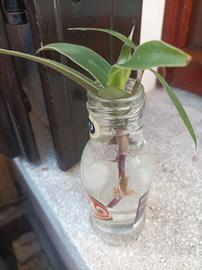 Talee radicate cyanotis callisia tradescantia