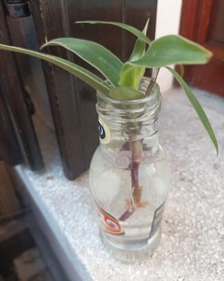 Talee radicate cyanotis callisia tradescantia