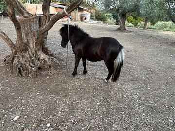 Mini pony femmina