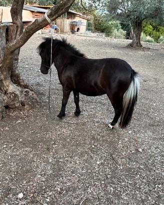 Mini pony femmina