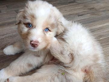 Cuccioli Pastore Australiano Australian Shepherd