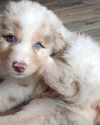 Cuccioli Pastore Australiano Australian Shepherd