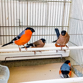 Ciuffolotto comune (pyrrhula pyrrhula)