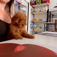 Cuccioli di barboncino con pedigree ENCI