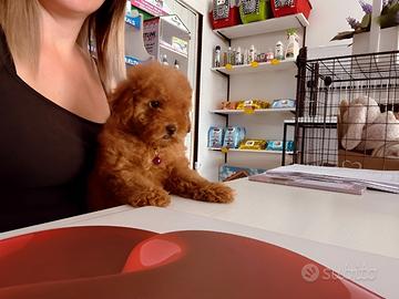 Cuccioli di barboncino con pedigree ENCI