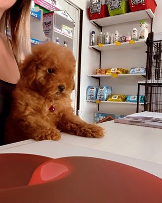 Cuccioli di barboncino con pedigree ENCI